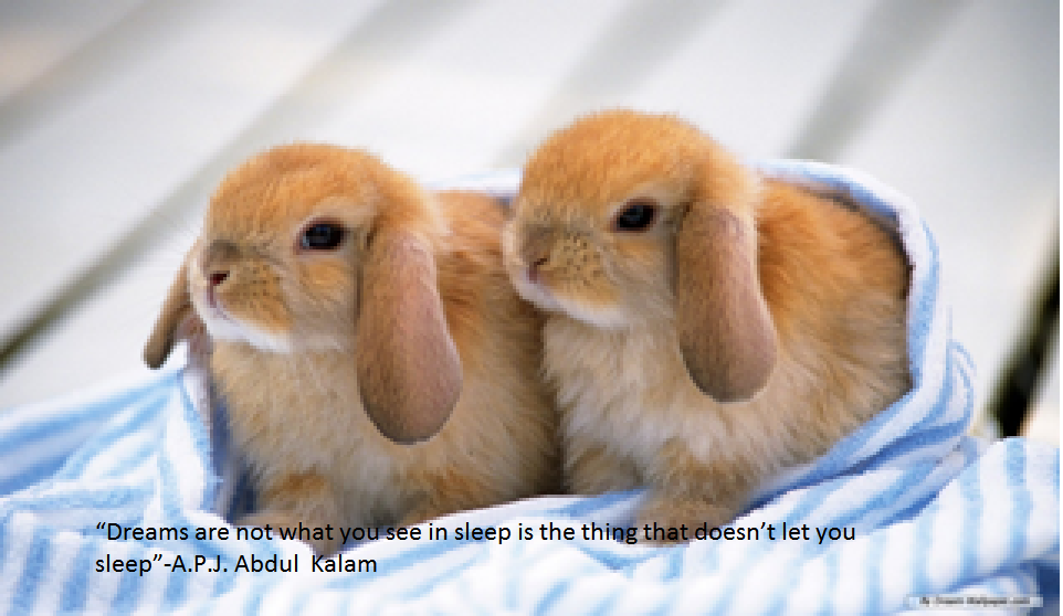 bunny_poster_3_2