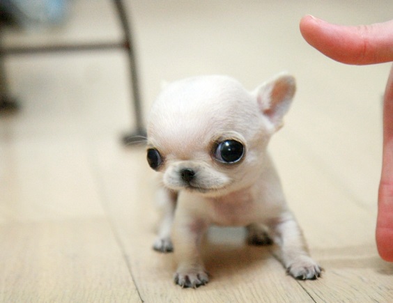 11074i_-cute-tinny-apple-head-chihuahua-puppies_1