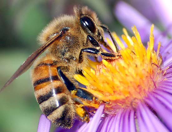 european-honey-bee